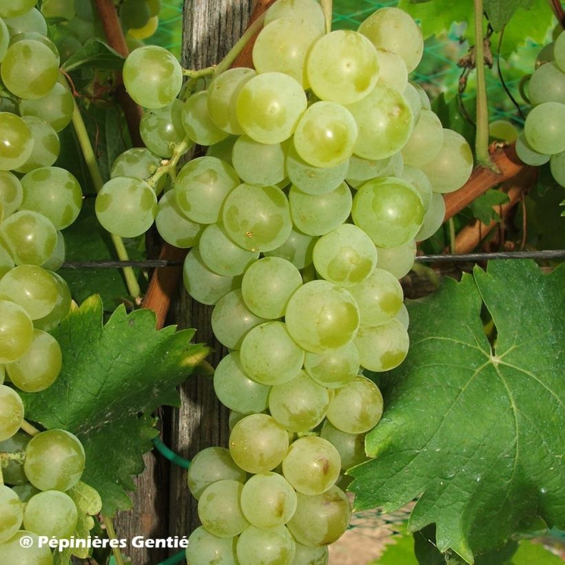 Vite Moscato bianco (Harvest)