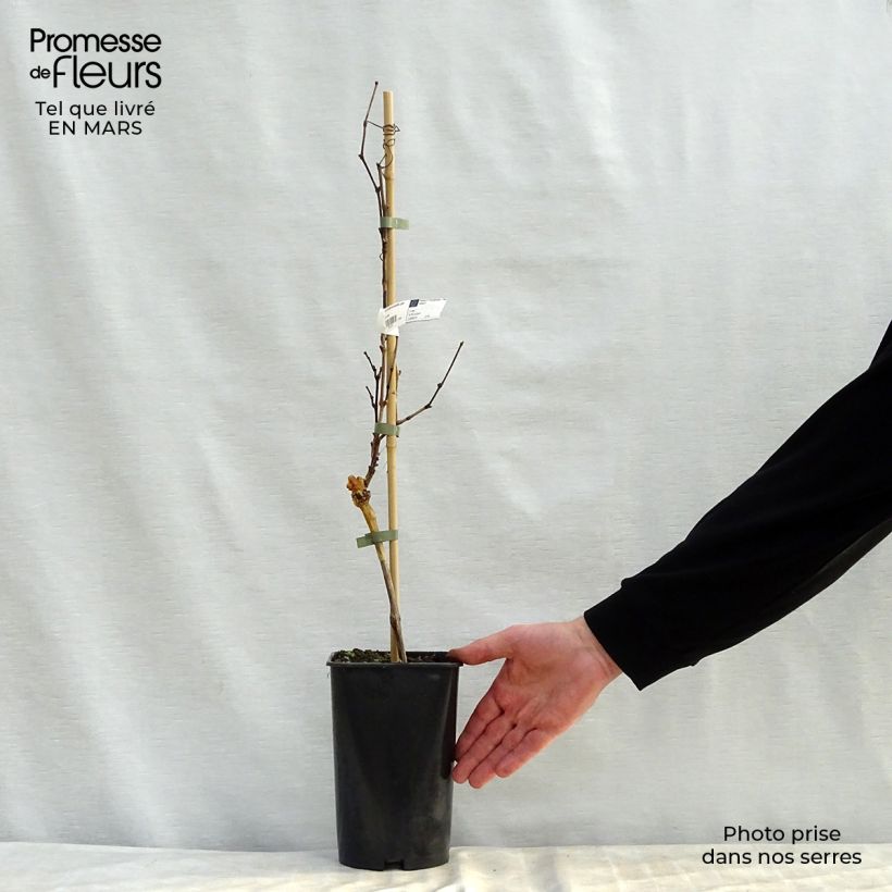 Example of Vite Noir Hâtif de Marseille Vaso da 2L/3L as you get in printemps