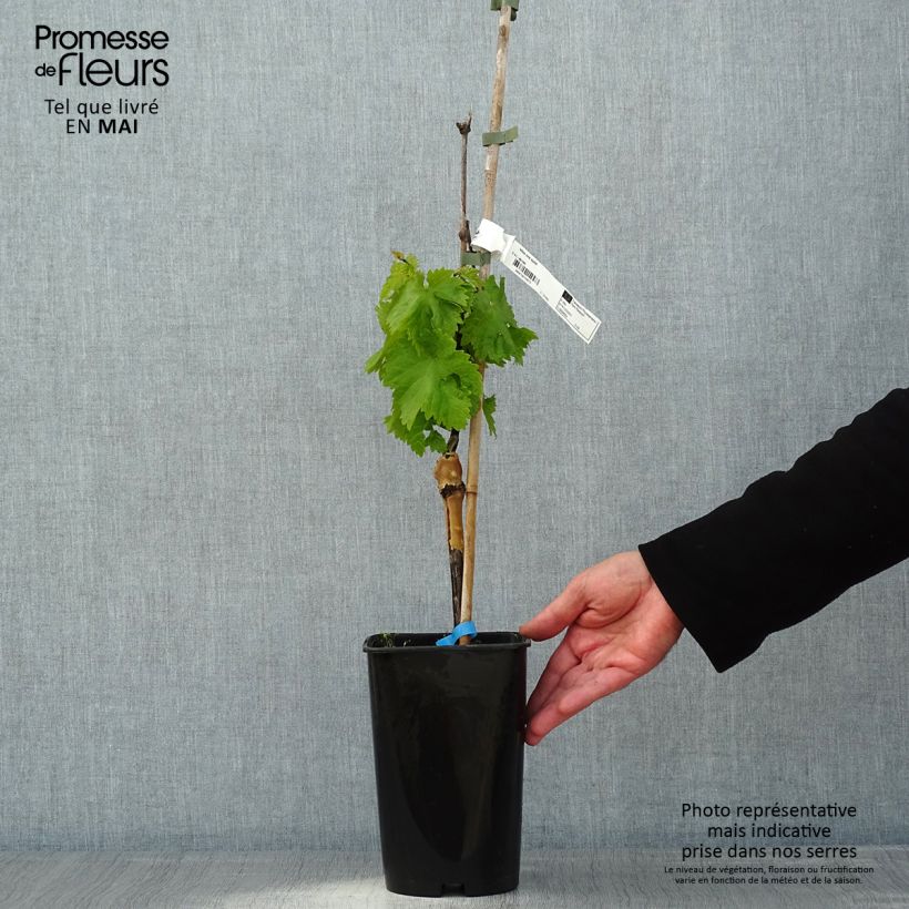 Example of Vite Ora ZPd4 Vaso da 2L/3L as you get in printemps