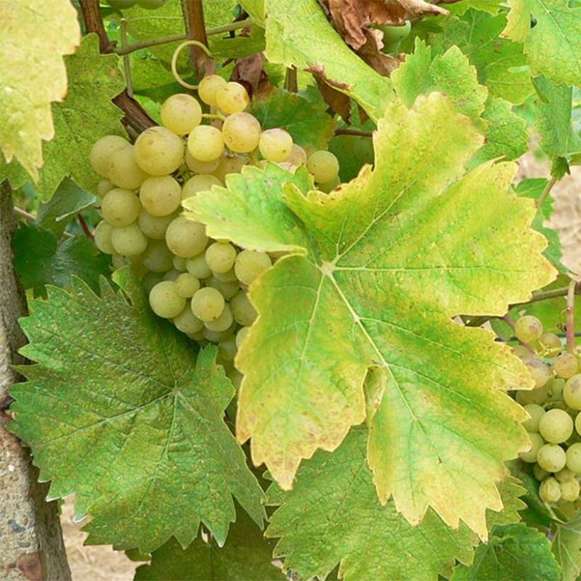 Vite Perle de Csaba (Harvest)