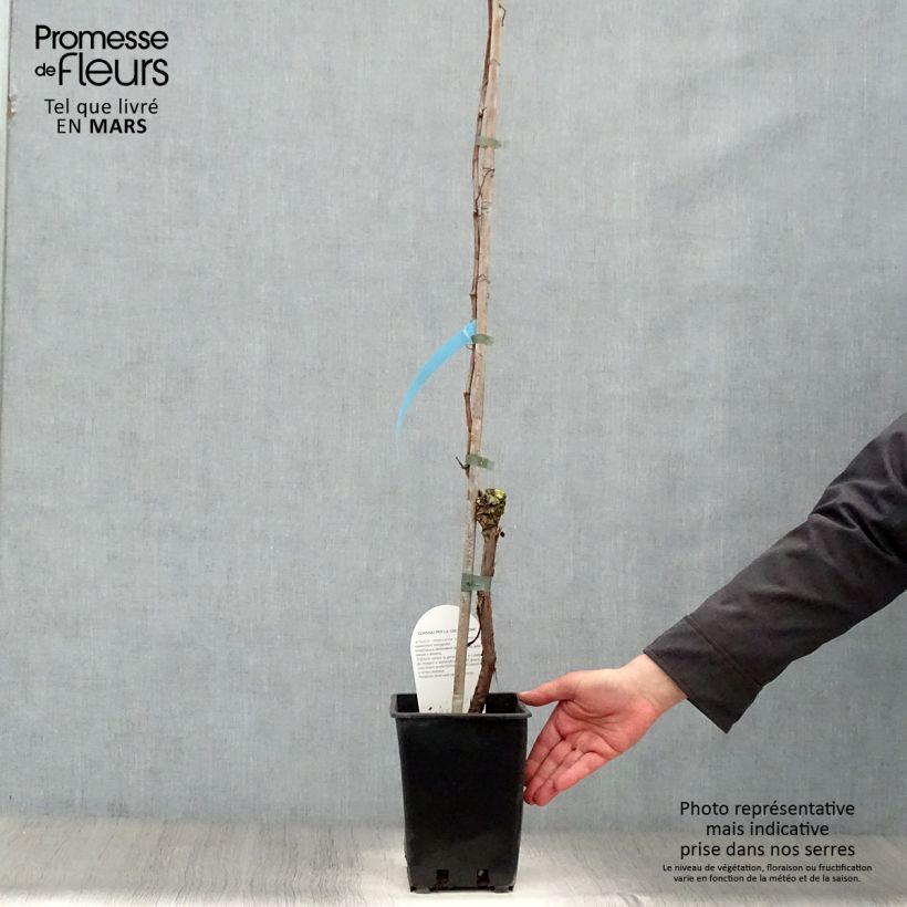 Example of Vite Perle de Csaba Vaso da 1,5L/2L as you get in printemps