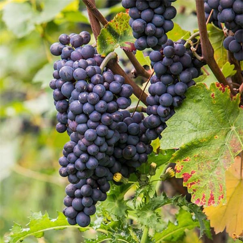Vite Pinot nero (Harvest)