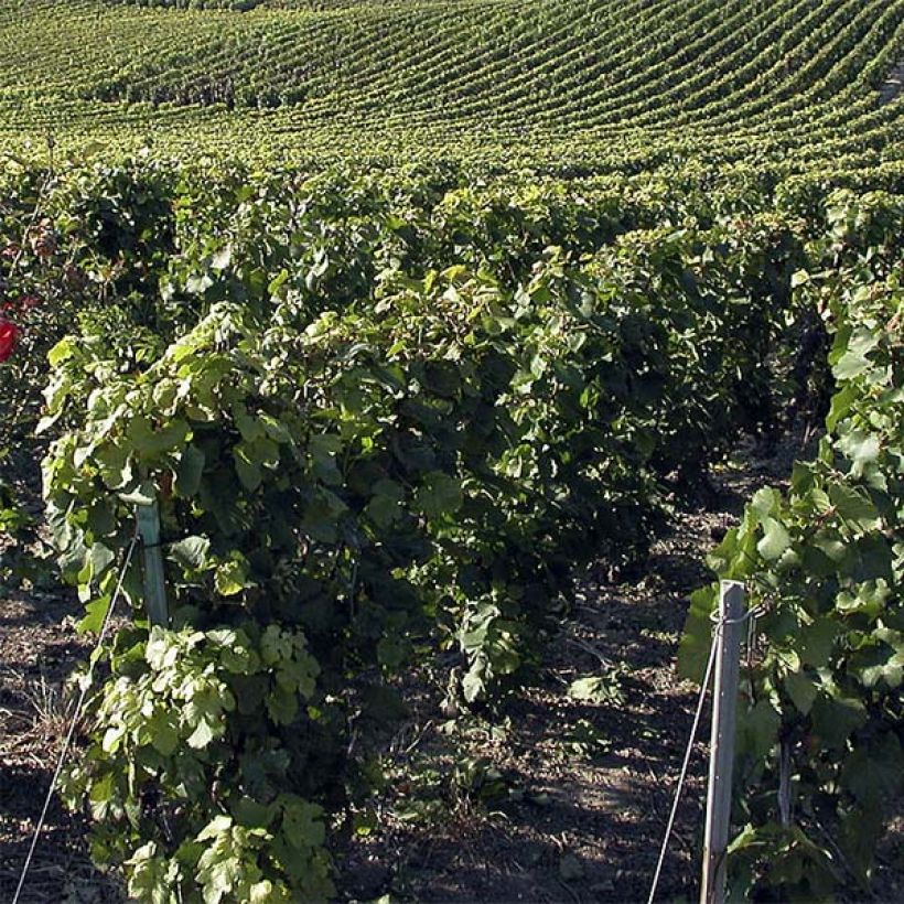 Vite Pinot nero (Plant habit)