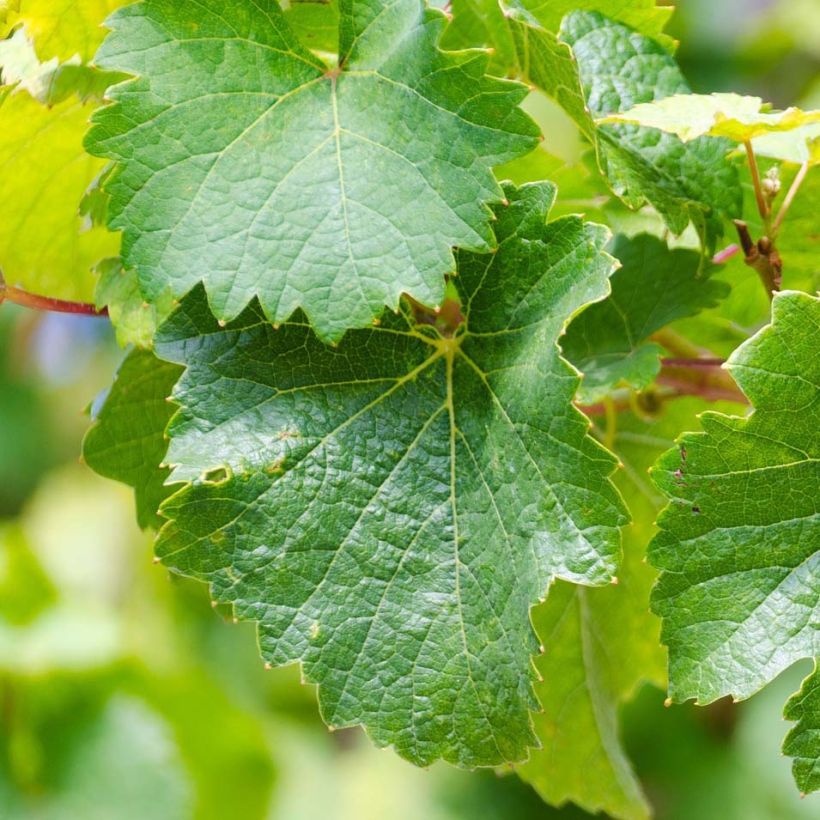 Vite Riesling (Foliage)