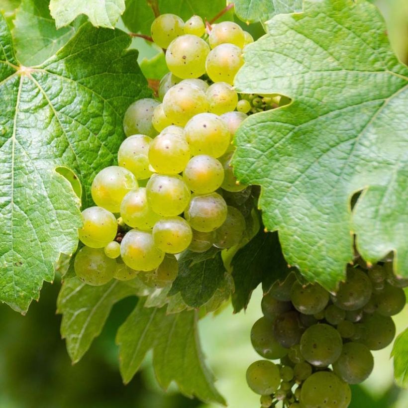 Vite Riesling (Harvest)