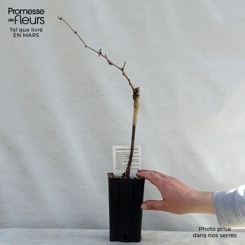 Example of Vite Riesling Vaso da 1,5L/2L as you get in printemps