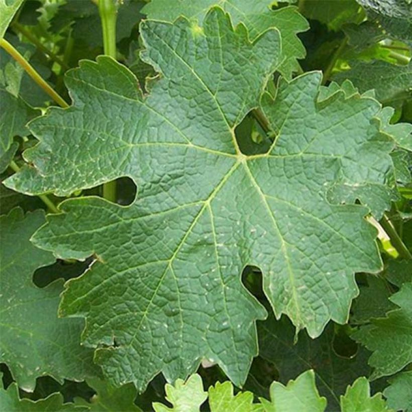 Vite Sauvignon Blanc (Foliage)