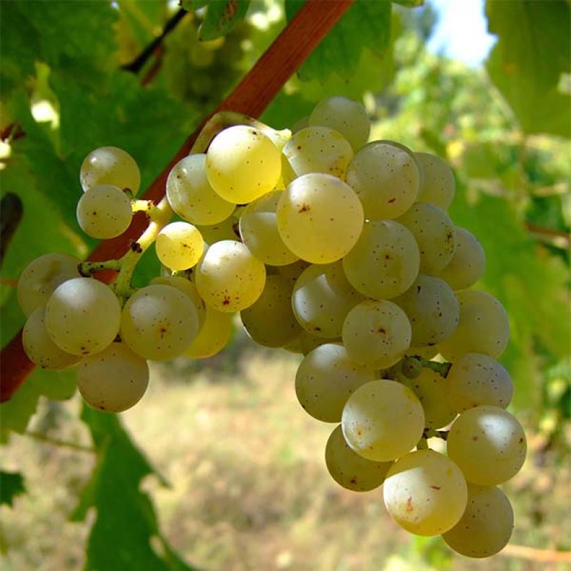 Vite Sauvignon Blanc (Harvest)