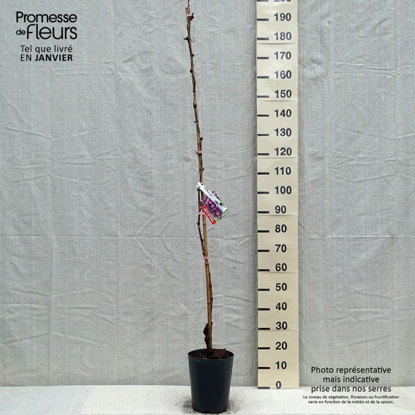 Vite Miss Pink Vaso da 4L/5L esemplare consegnato in inverno