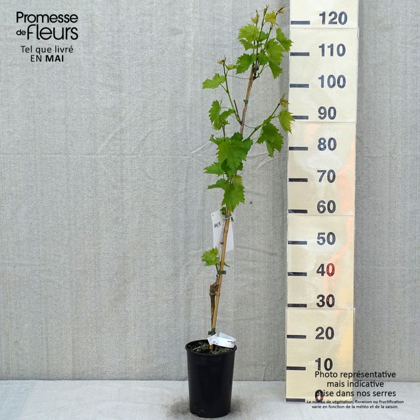 Example of Vite Moscato blu Vaso da 2L/3L as you get in printemps