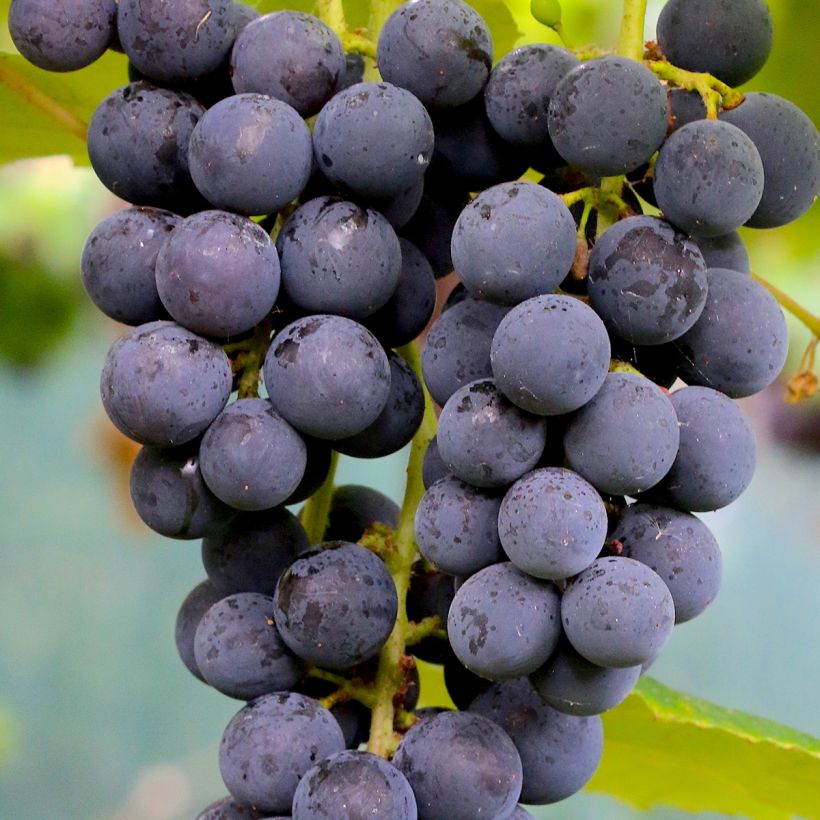 Vite Muscat Rouge de Madère (Harvest)