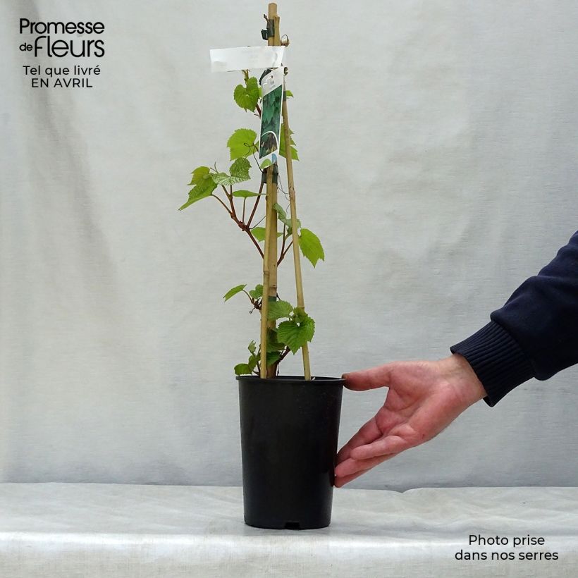 Vitis coignetiae - Vite ornementale Vaso da 2L/3L esemplare consegnato in primavera