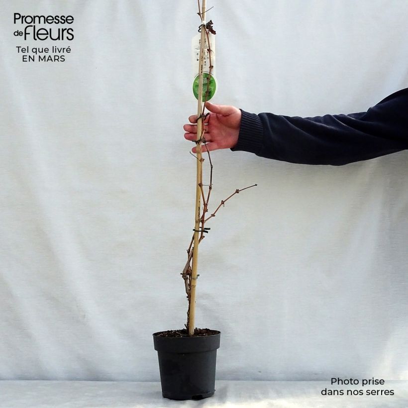 Example of Vite Purpurea Vaso da 2L/3L as you get in printemps