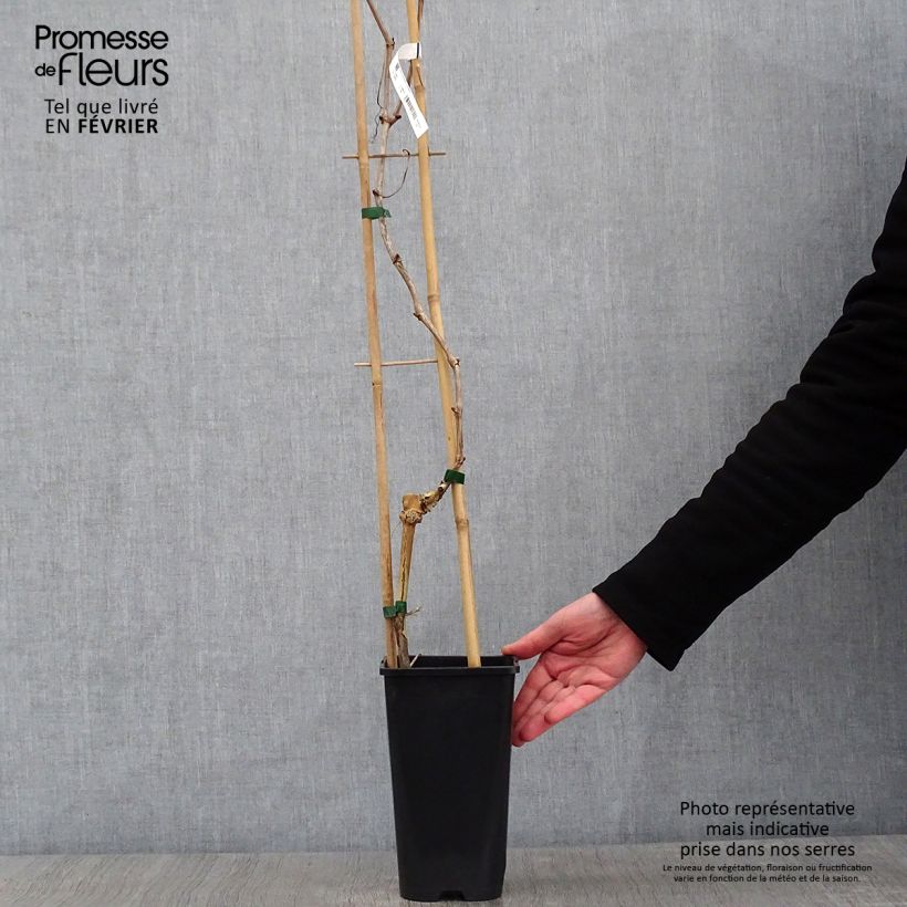 Example of Vite da tavola Crimson Seedless Vaso da 3L/4L as you get in hiver