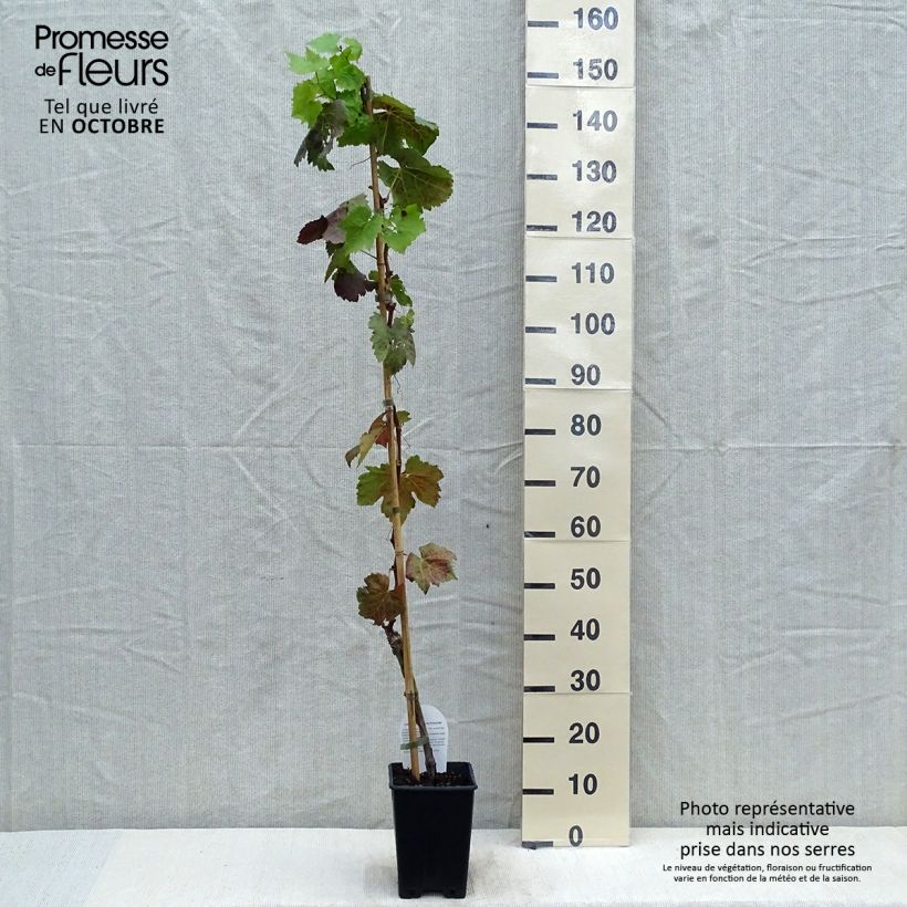 Example of Vite Aperina Nera Vaso da 1,5L/2L as you get in automne