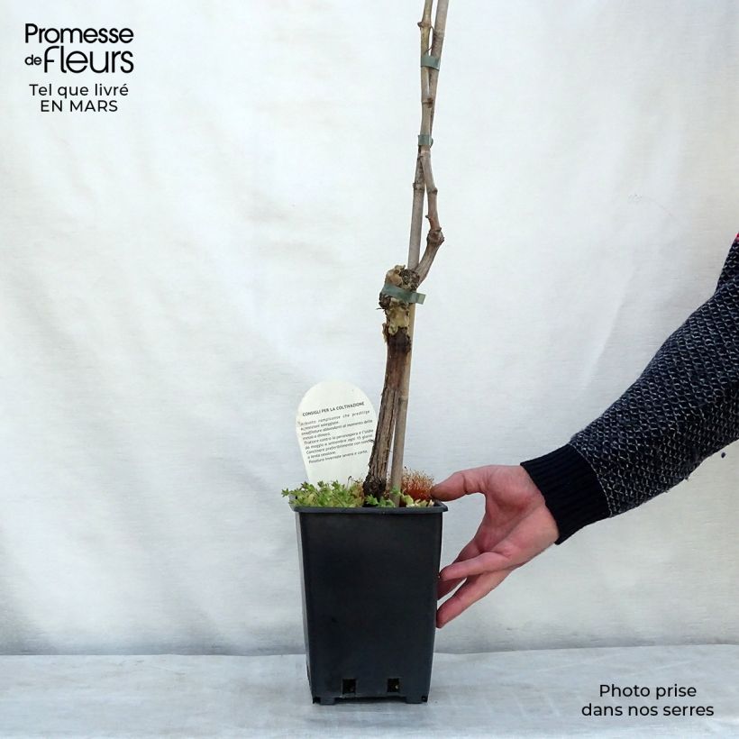 Example of Vite Aperina bianca Vaso da 3L/4L as you get in printemps