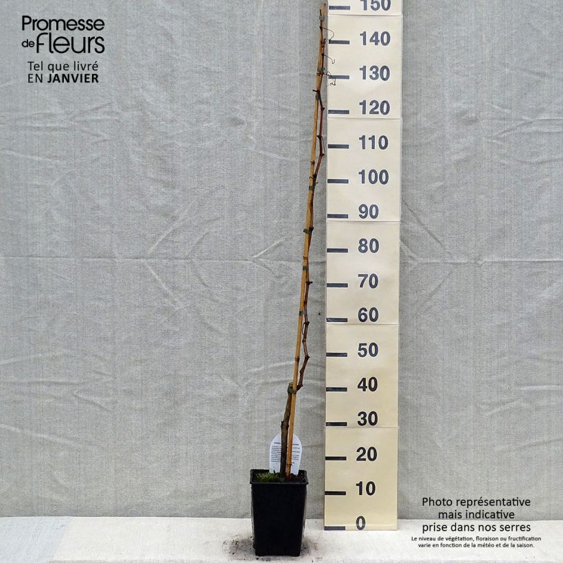 Vite da tavola Sultanina Bianca (Thomson seedless) Vaso da 1,5L/2L esemplare consegnato in inverno