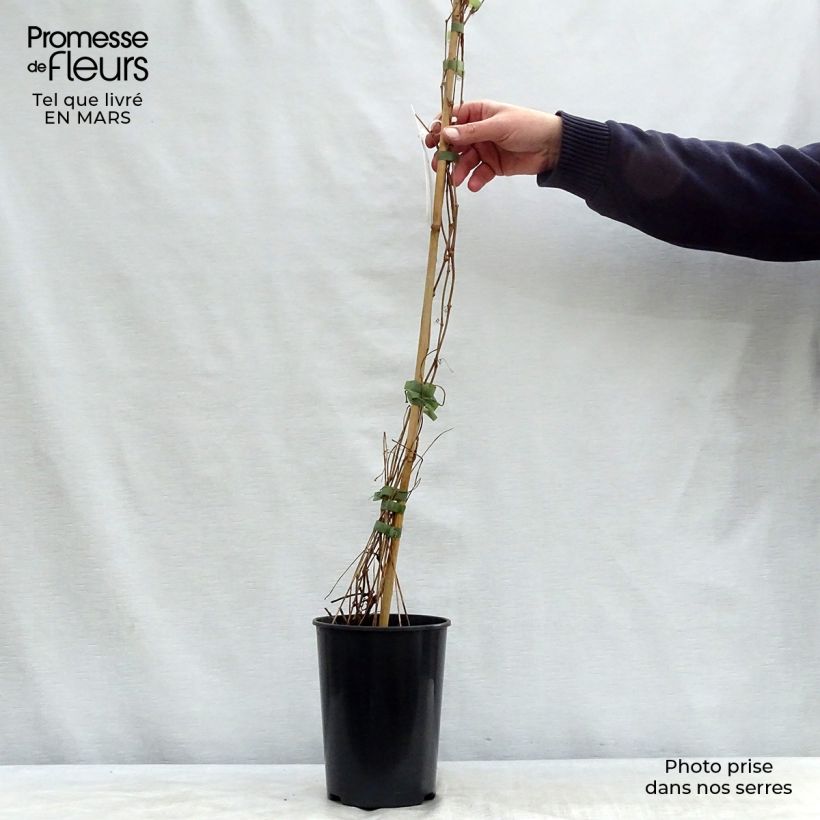 Example of Parthenocissus quinquefolia Engelmannii - Vite americana Vaso da 2L/3L as you get in printemps