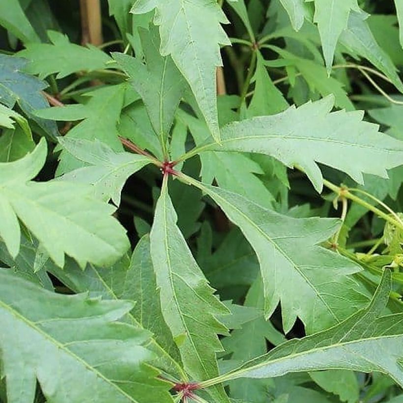 Parthenocissus quinquefolia Kirigami - Vite americana (Foliage)