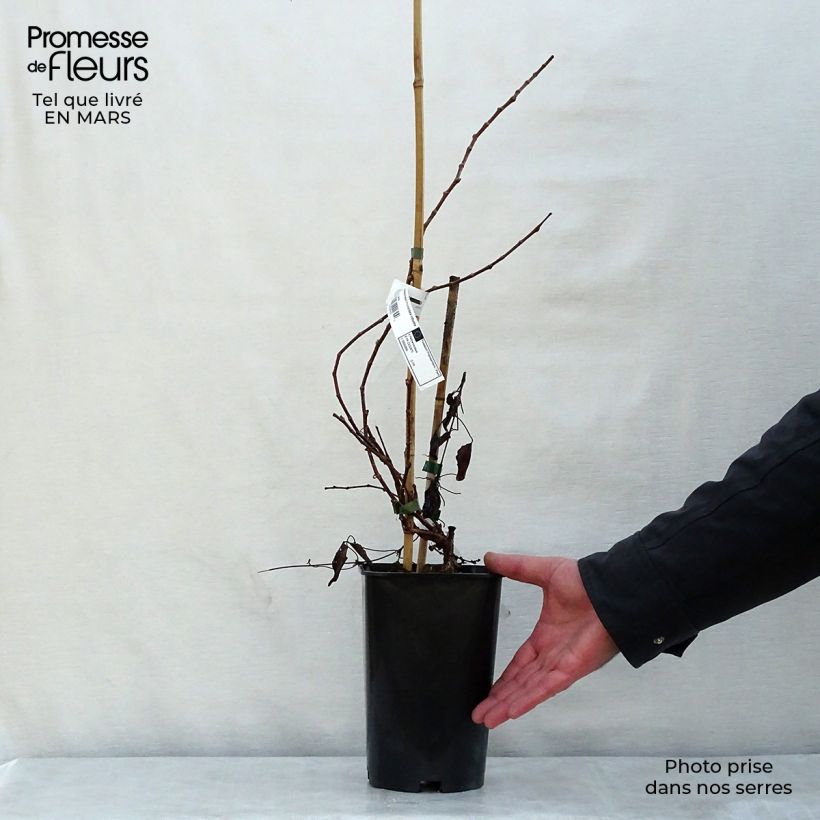 Example of Parthenocissus tricuspidata Veitchii Robusta Vaso da 1,5L/2L as you get in printemps