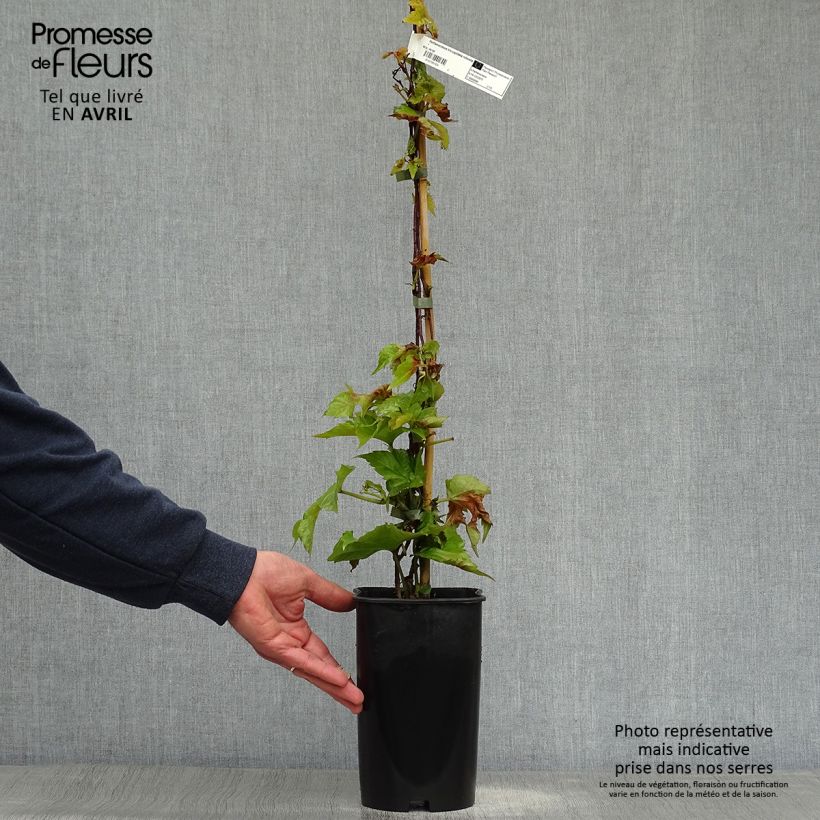 Example of Parthenocissus tricuspidata Veitchii Robusta Vaso da 2L/3L as you get in printemps