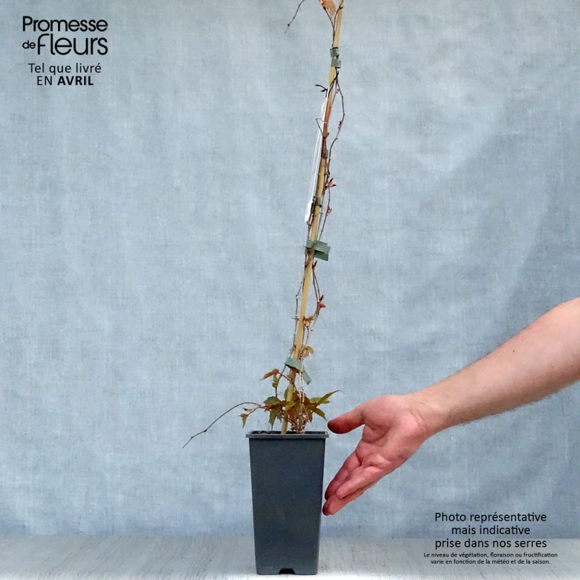 Example of Parthenocissus tricuspidata Veitchii Vaso da 2L/3L as you get in printemps