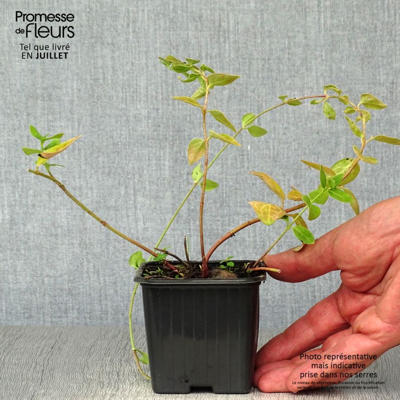 Esemplare di Pervinca maggiore - Vinca major Vasetto da 7/8 cm consegnato in estate