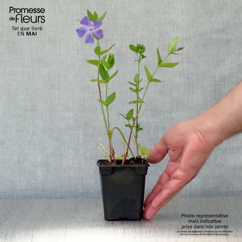 Example of Pervinca maggiore - Vinca major Vasetto da 7/8 cm as you get in printemps