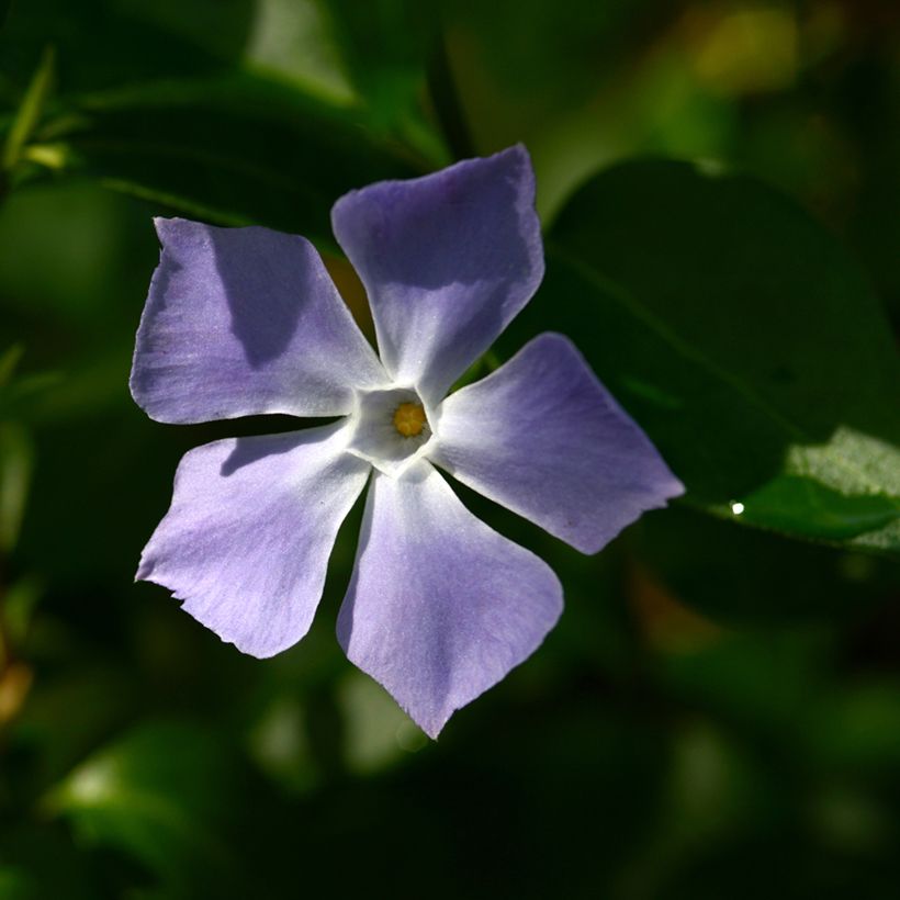 Pervinca maggiore - Vinca major (Flowering)