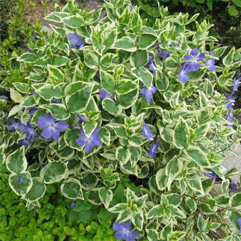 Vinca major Variegata - Pervinca maggiore (Plant habit)
