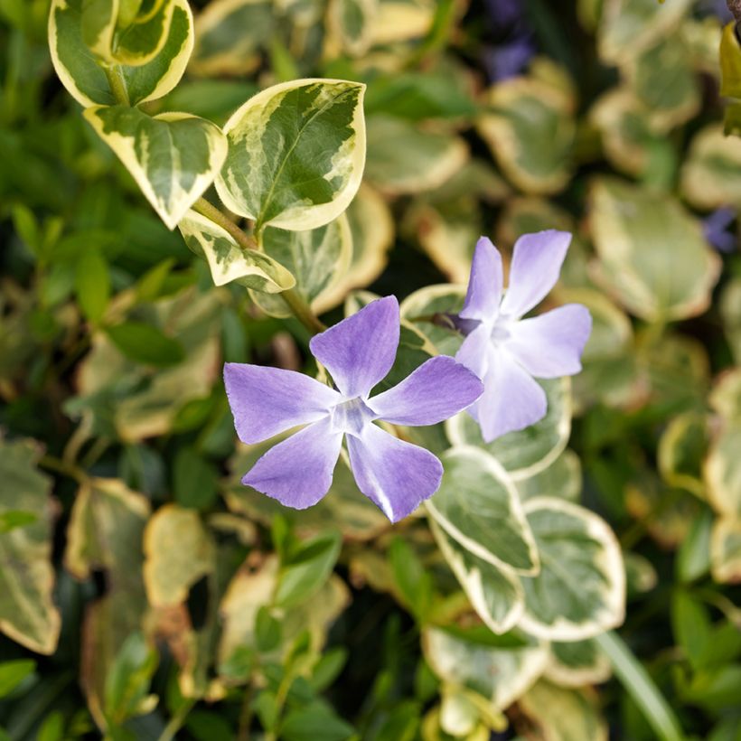Vinca major Variegata - Pervinca maggiore (Flowering)