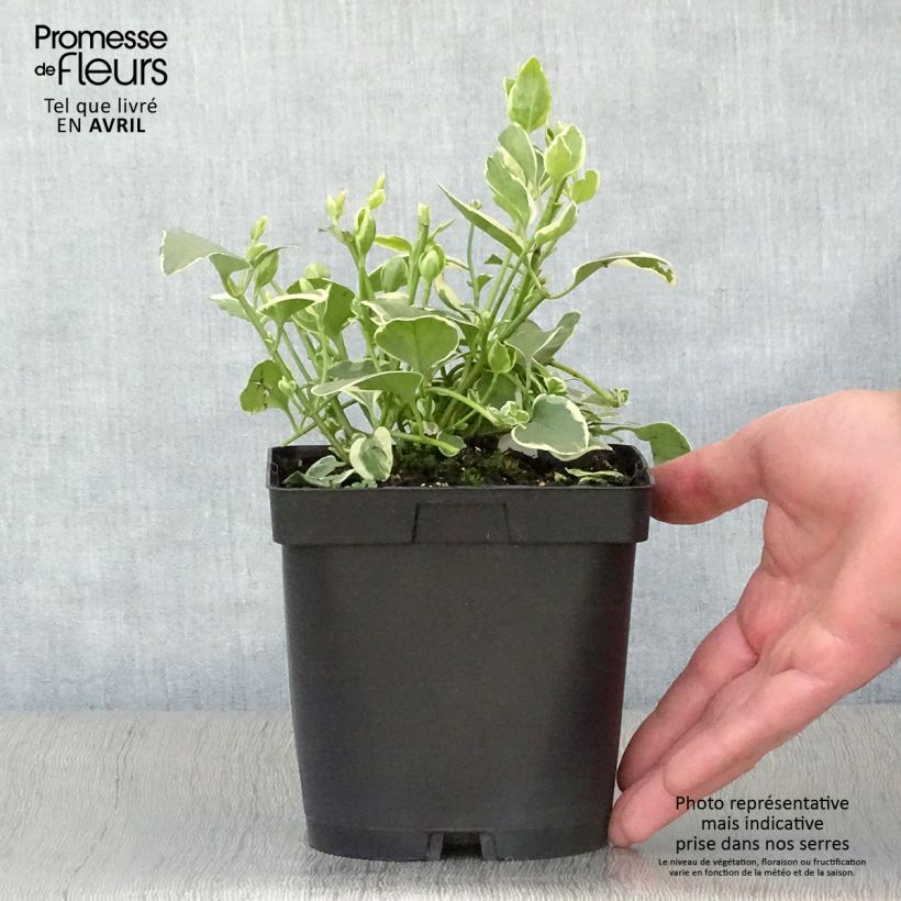 Example of Vinca major Variegata - Pervinca maggiore Vaso da 2L/3L as you get in printemps