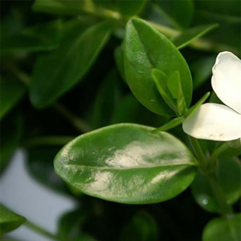 Vinca minor Alba - Pervinca minore (Foliage)