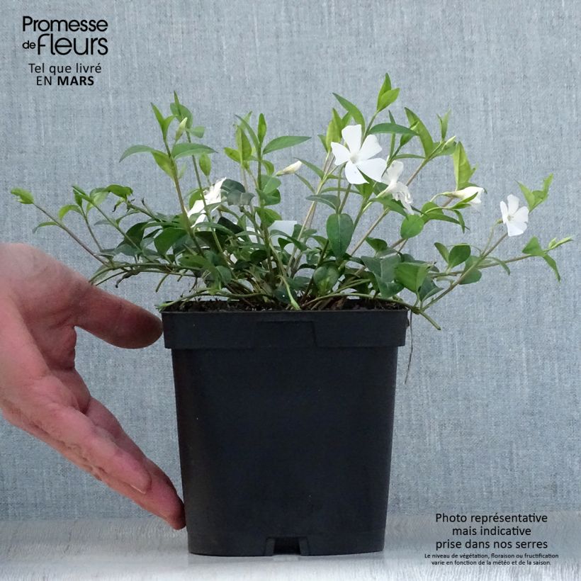 Example of Vinca minor Alba - Pervinca minore Vaso da 2L/3L as you get in printemps