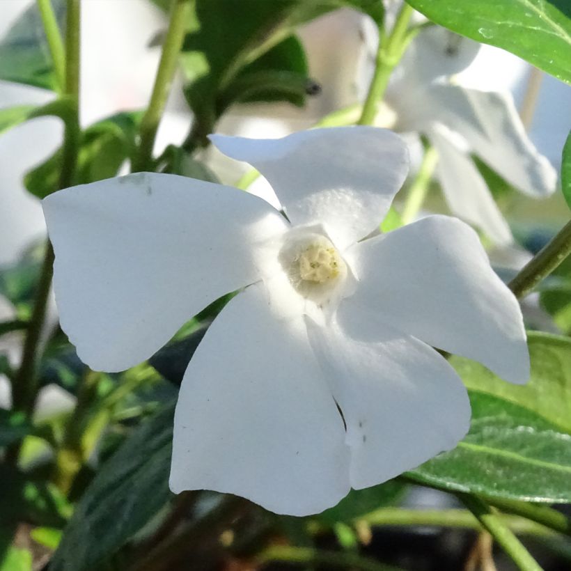 Vinca minor Alba - Pervinca minore (Flowering)