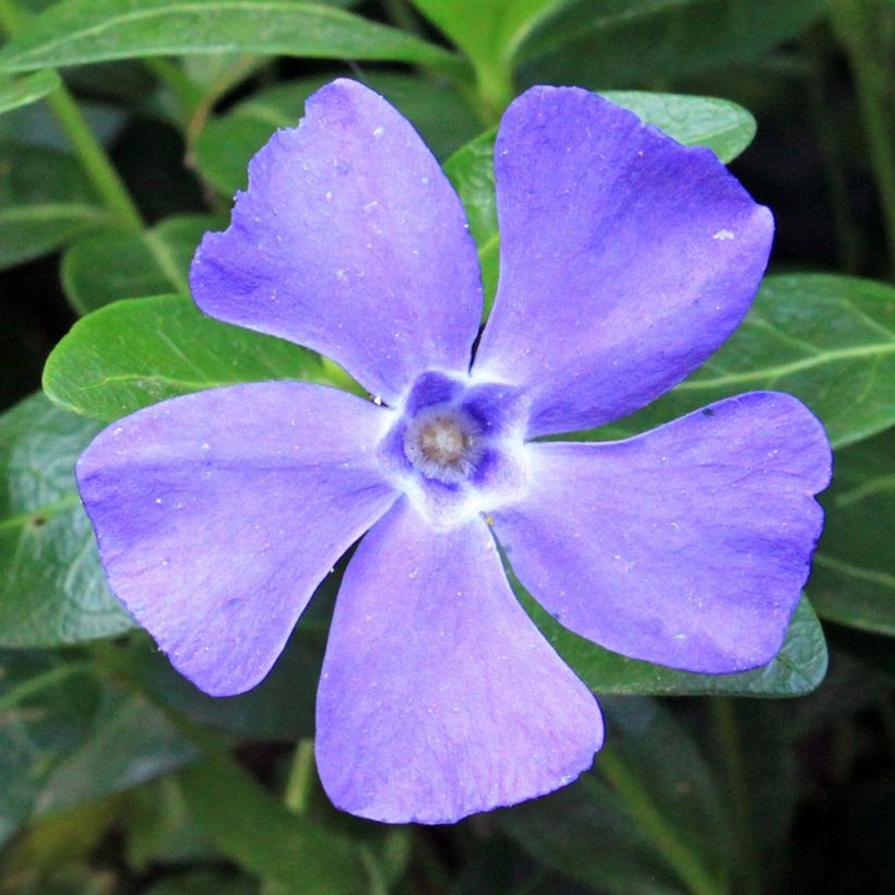 Vinca minor Anna - Pervinca minore (Fioritura)