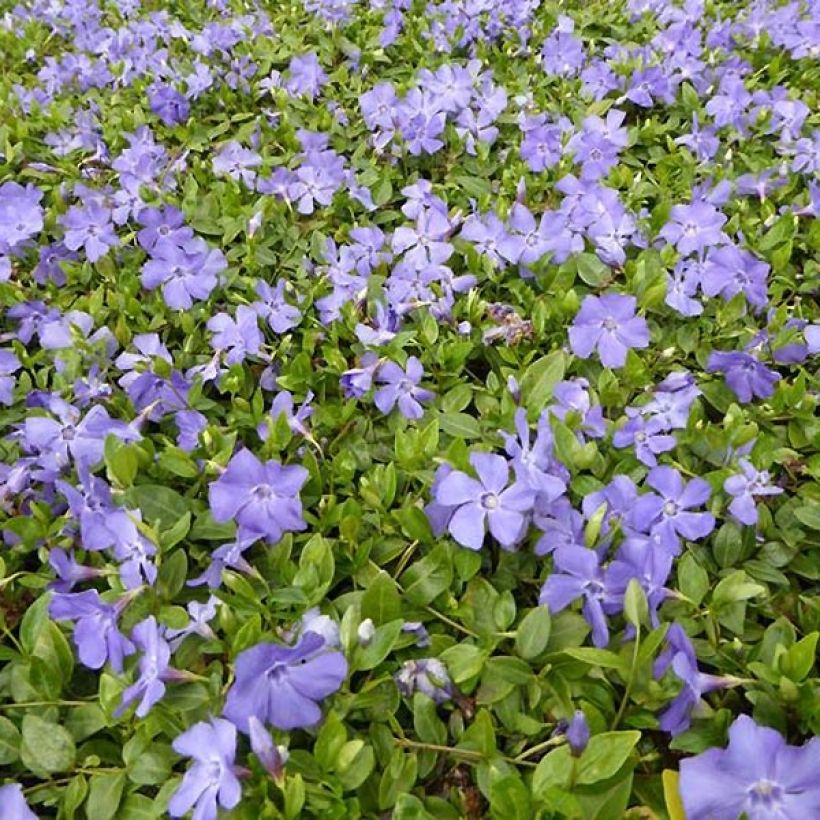 Vinca minor Anna - Pervinca minore (Porto)