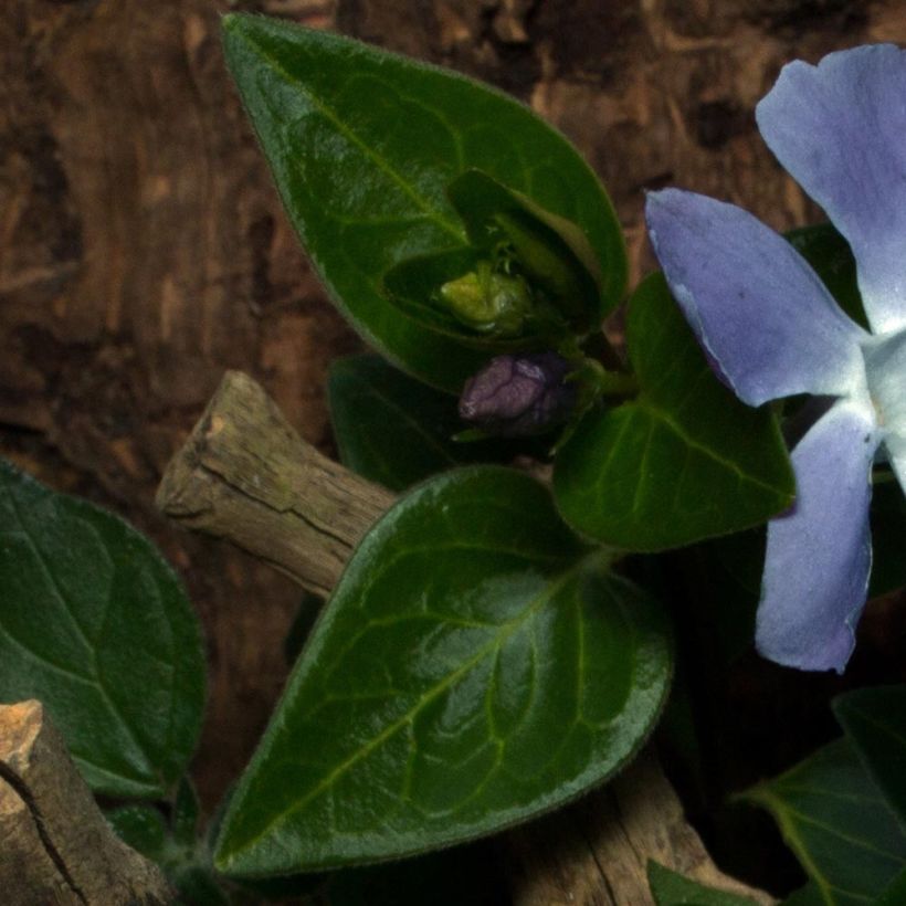 Vinca minor Anna - Pervinca minore (Fogliame)