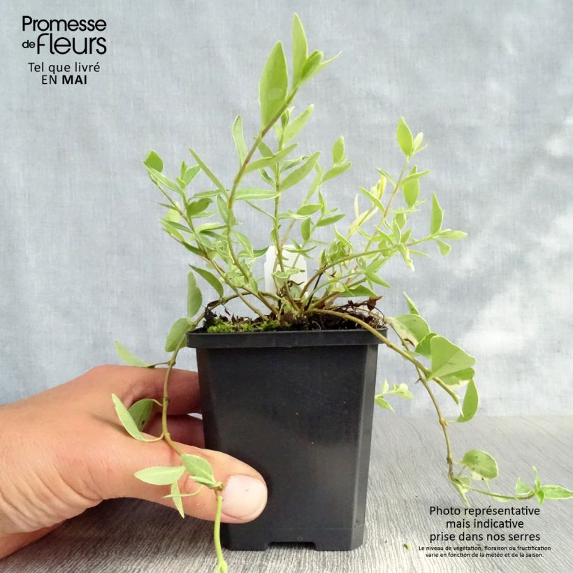 Example of Vinca minor Argenteovariegata - Pervinca minore Vasetto da 8/9 cm as you get in printemps