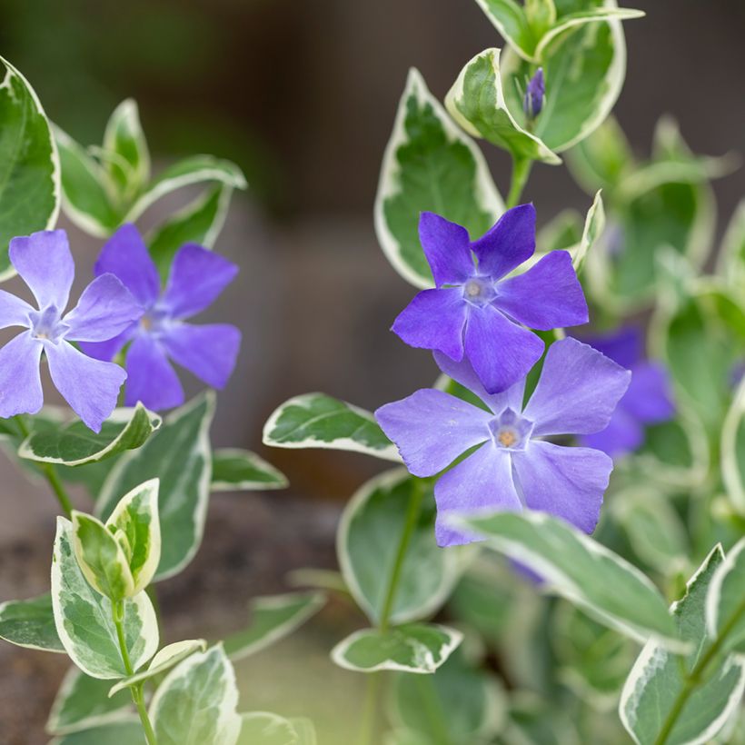 Vinca minor Argenteovariegata - Pervinca minore (Flowering)