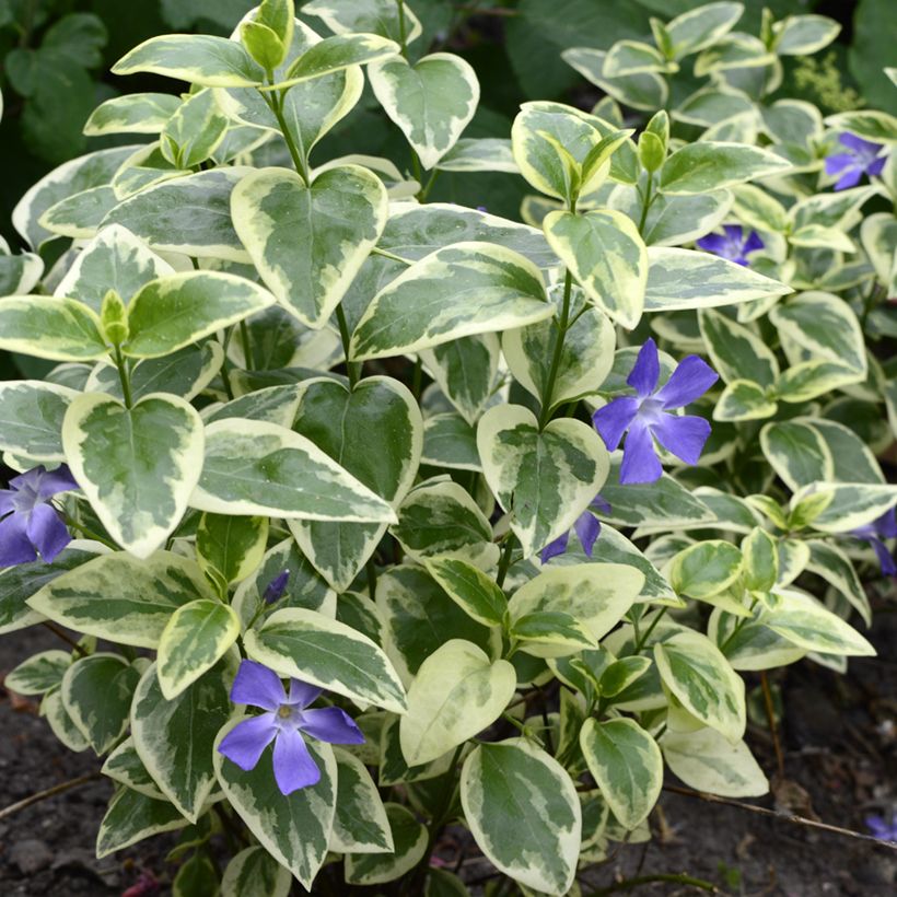 Vinca minor Argenteovariegata - Pervinca minore (Plant habit)