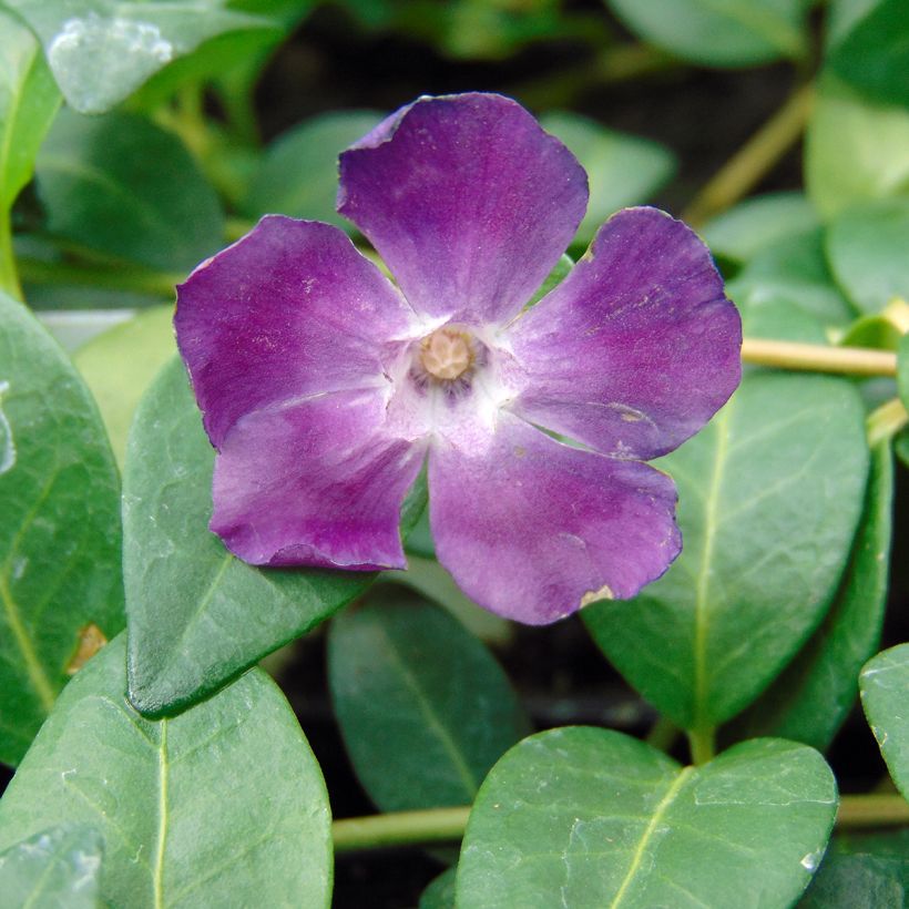 Vinca minor Atropurpurea - Pervinca minore (Flowering)