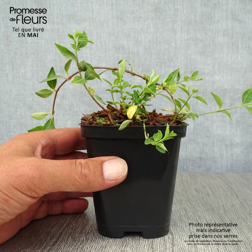 Example of Vinca minor Atropurpurea - Pervinca minore Vasetto da 8/9 cm as you get in printemps