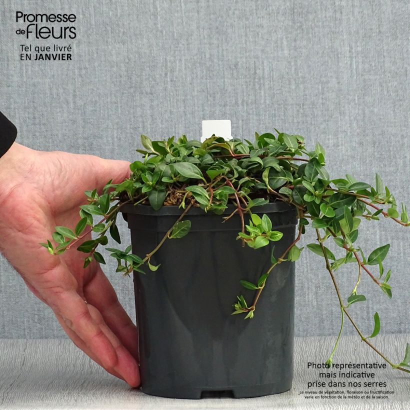 Vinca minor Atropurpurea - Pervenche à petite fleurs   Pot de 2L/3L esemplare consegnato in inverno