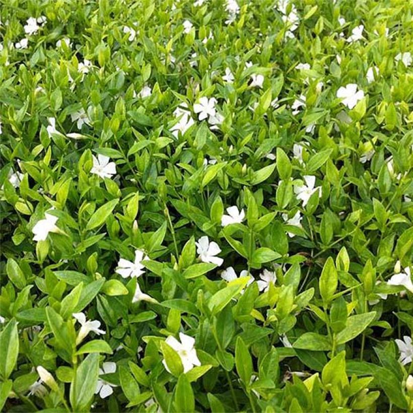 Vinca minor Elisa - Pervinca minore (Fogliame)