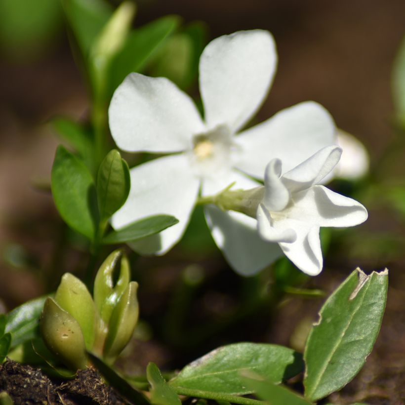 Vinca minor Elisa - Pervinca minore (Fioritura)