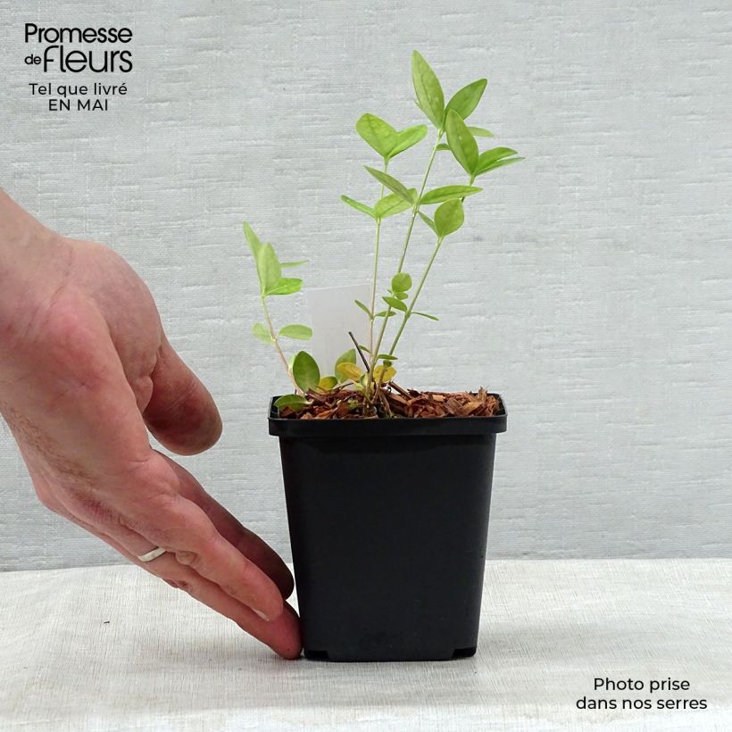 Vinca minor Flower Power - Pervinca minore Vasetto da 8/9 cm esemplare consegnato in primavera