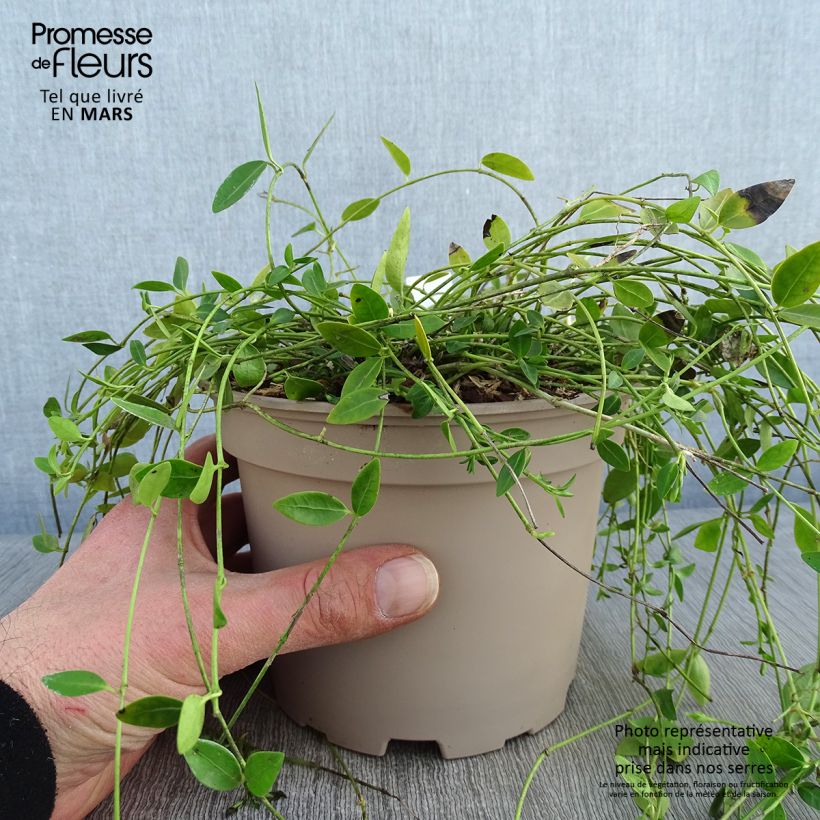 Vinca minor Gertrude Jekyll - Pervenche à petite fleurs  Pot de 2L/3L esemplare consegnato in inverno