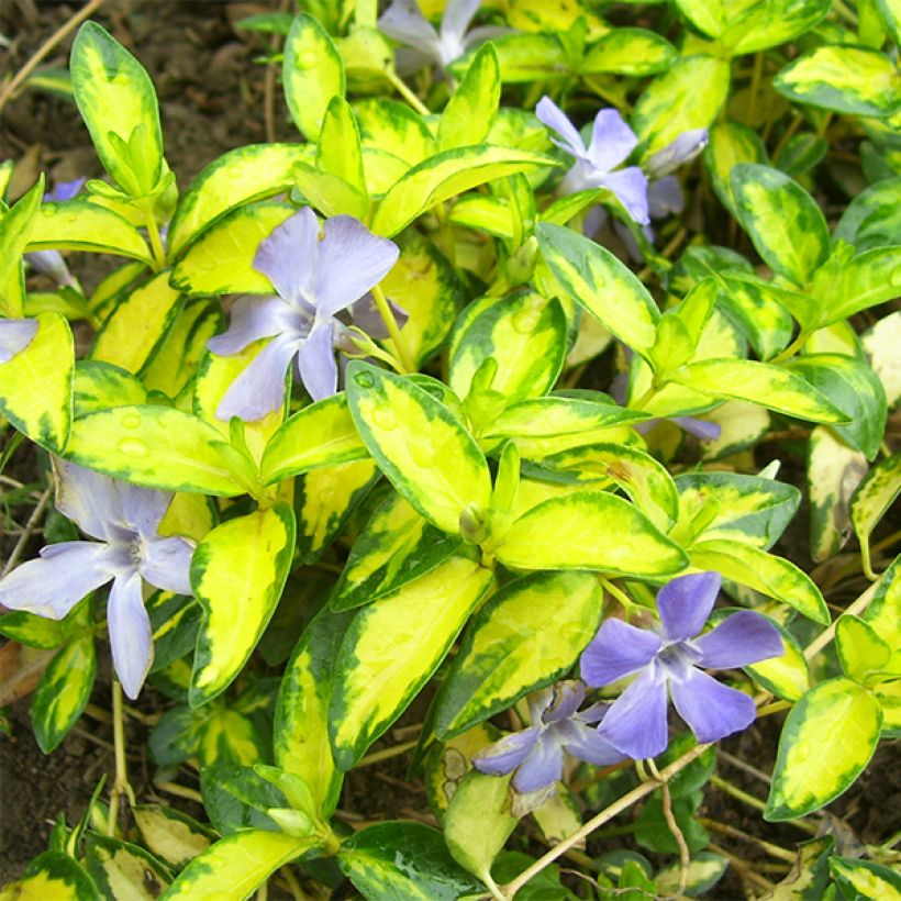 Vinca minor Illumination - Pervinca minore (Foliage)