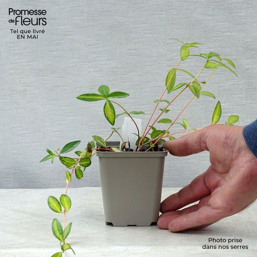 Example of Vinca minor Illumination - Pervinca minore Vasetto da 8/9 cm as you get in printemps